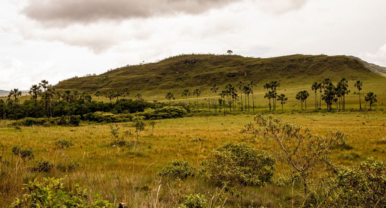 Paisagem de Roraima com morros, árvores altas e céu nublado.
