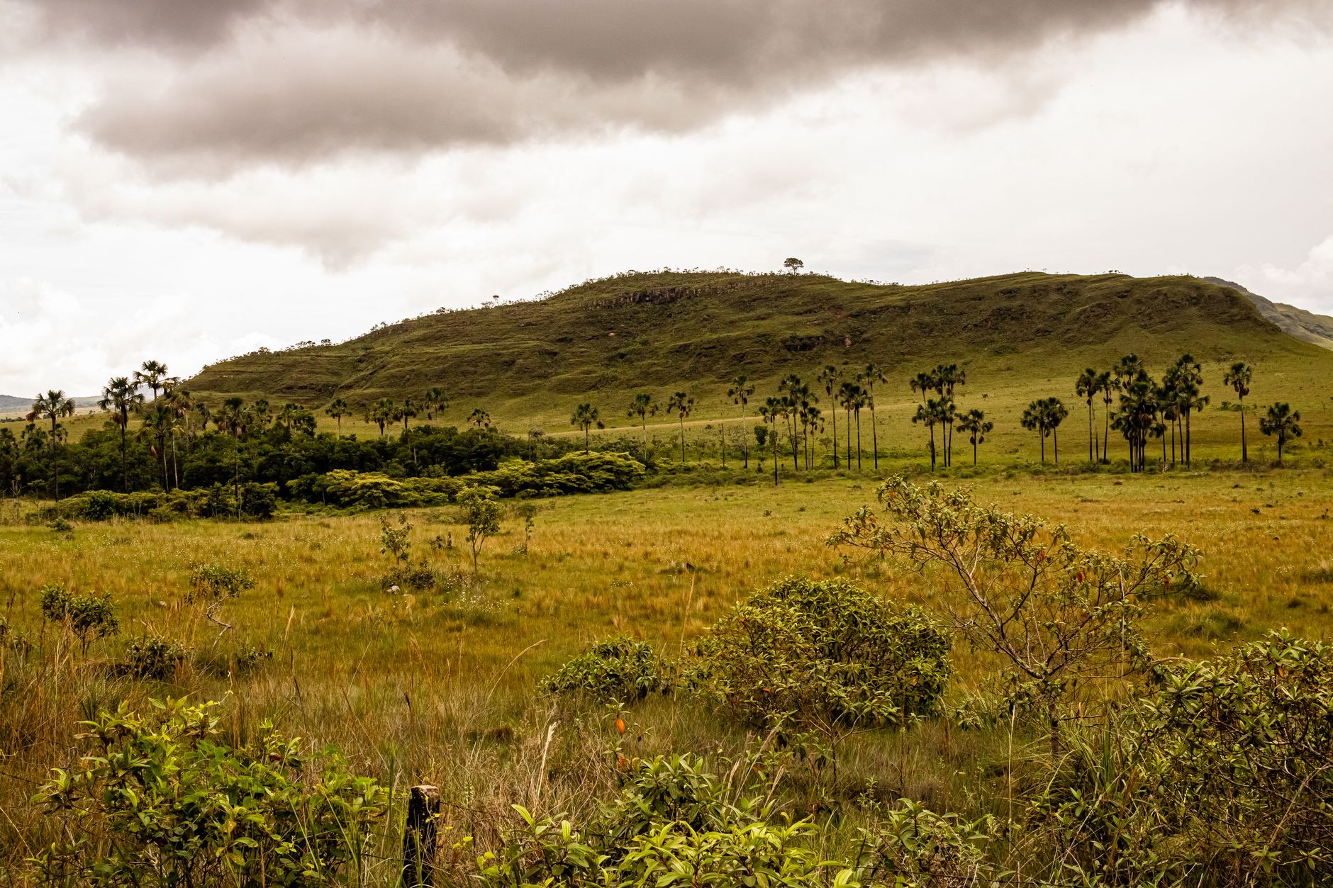 Paisagem de Roraima com morros, árvores altas e céu nublado.